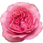 Candy Xpression Rose Jardin d'Equateur Ethiflora